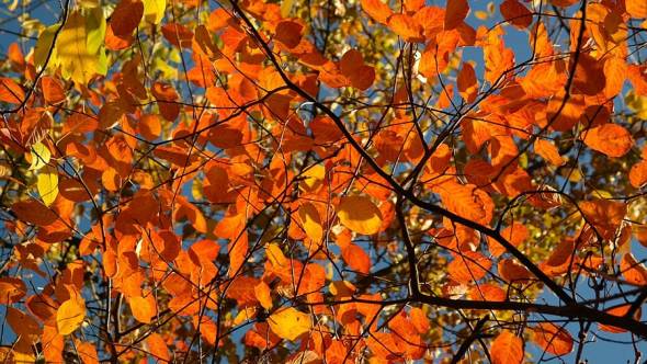Herbstlaub Amelanchier