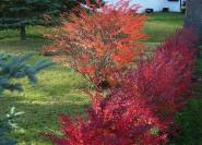 Berberitzenhecken rote Herbstfärbung