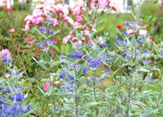 Bartblume Strauch blaue Blüten September