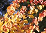 Cercidiphyllum japonica in seinen Herbstfarben.