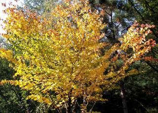 Lebkuchenbaum Herbstlaubfärbung