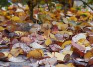 Kuchenbaum Blätter im Herbst