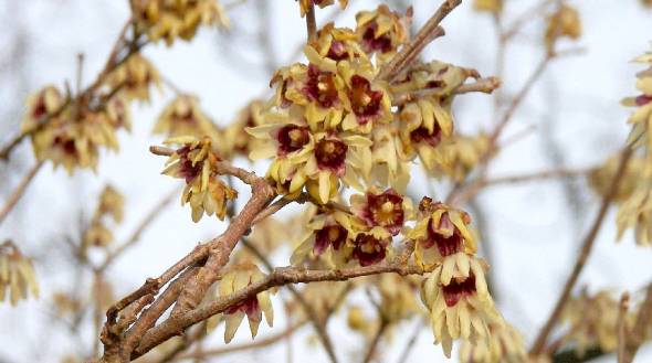 Chimonanthus praecox Duftende Winterblüte