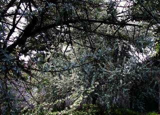 Russische Olive malerischer Baum silbriges Geäst