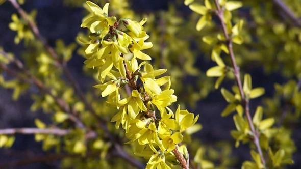 Forsythia gelbe Blüten