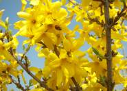 Forsythie gelbe Blüten und Marienkäfer