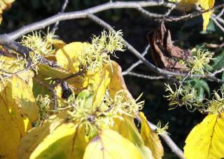 Blätter Hamamelis virginiana im Oktober