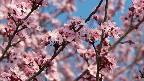 Punus cerasifa nigra Blutpflaume rosa Blüten