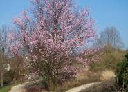 Prunus cerasifera Nigra Blüte