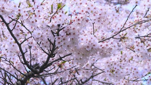 Prunus yedoensis Blütenkirsche