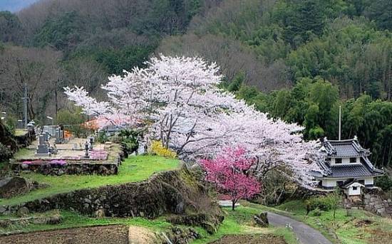 Winterkirsche neben einem japanischen Friedhof 