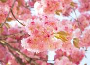 Zierkirsche rosa Blüten