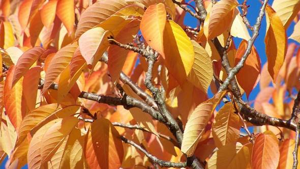Prunus avium Herbstlaub
