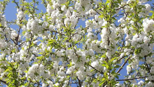 Prunus avium plena Blüten