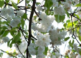 Prunus avium 'Plena' Blüten