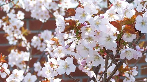 Prunus hilleri spire Blüten
