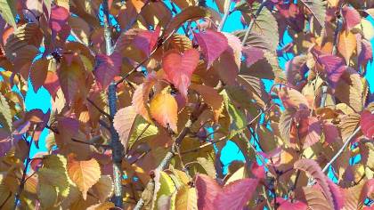 Prunus spira Herbstfärbung