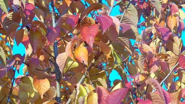 Prunus hillerii Herbstlaub