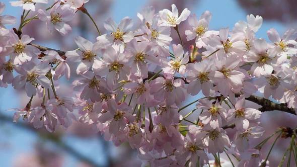 Blüten Prunus sargentii Bergkirsche