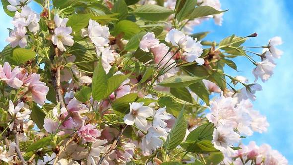 Blüten Prunus serrulata Amanogawa
