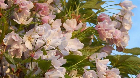 Blüte der Sorte Prunus serrulata 'Amanogawa'