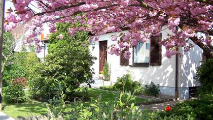 Japanische Nelkenkirsche Prunus serrulata 'Kanzan'