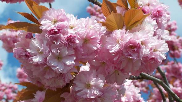 Prunus serrulata Kanzan rosagefüllte Blüten