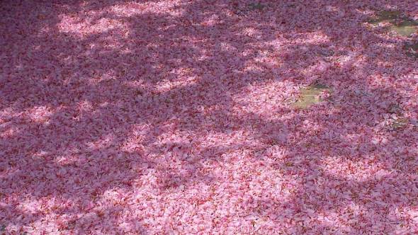 Blütenschnee der Kirschblüten