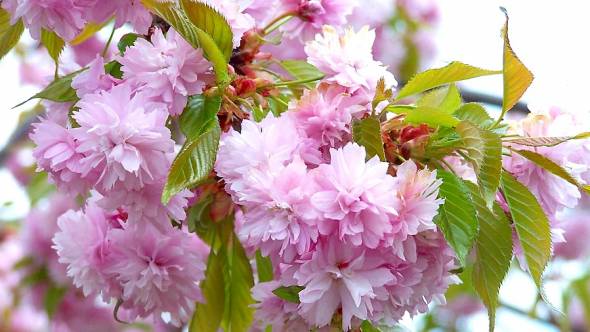 Kiku shidare zakura gefüllte rosa Kirschblüten