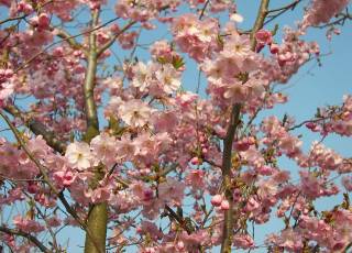 Prunus serrulata 'Shirofugen' rosa Blüten