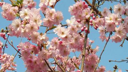 Prunus serrulata Shirofugen rosa Blüten