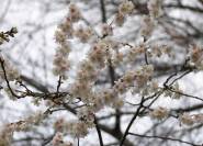 Gefüllte Winterkirsche Prunus subhirtella Autumnalis rosa Blüten