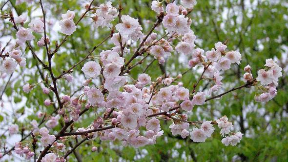 Prunus subhirtella Dahlem Blüten bei Regenwetter