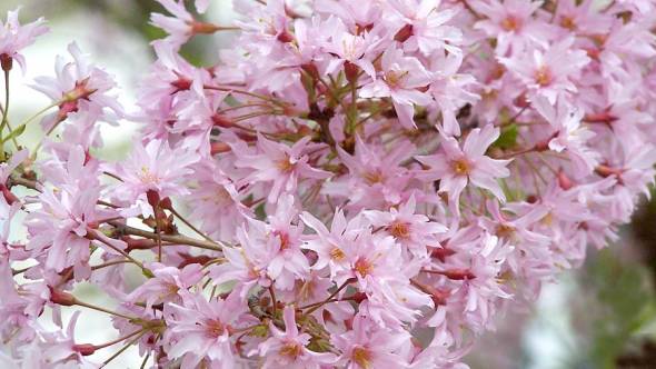 Prunus subhirtella Fukubana Blüten rosa gefüllt