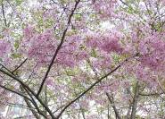 Frühlingskirsche Prunus subhirtella 'Fukubana' 