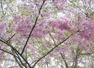 Blüten Frühlingskirsche Prunus subhirtella 'Fukubana' 