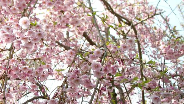 Prunus subhirtella Pendula Blüten