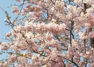 Gefüllte Frühlingskirsche – Prunus subhirtella 'Plena' 