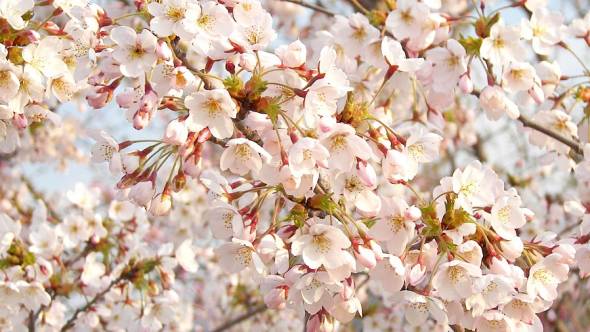 Prunus yedoensis Japanische Maienkirsche Blüten