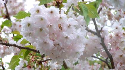 prunus yedoensis shidaresakura