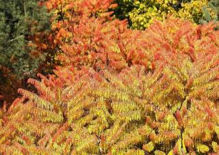 Rhus typhina 'Dissecta' im Herbst