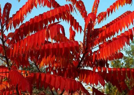 Essigbaum rote Blätter