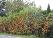 Rhus typhina, Essigbaum hochwachsende Hecke