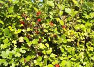 Ribes alpinum rote Beeren