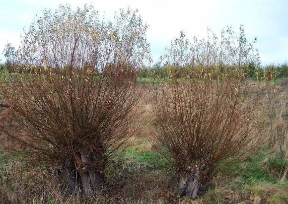 Salix viminalis, zwei Korbweide