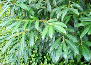 Prunus laurocerasus 'Zabelina'