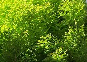 Smaragd Lebensbaum