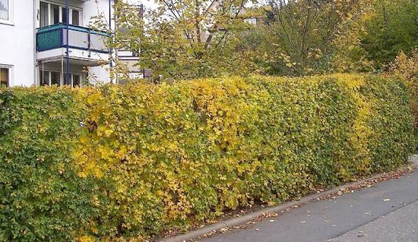 Hecke Acer campestre  Feldahorn im Herbst