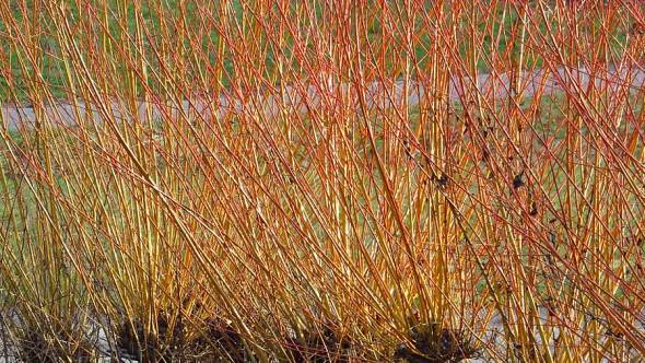 Salix purpurea Purpur-Weide