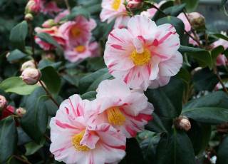 Camellia japonica 'Ttricolor de Siebold'